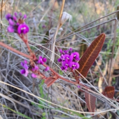 Hardenbergia violacea (False Sarsaparilla) at Hackett, ACT - 23 Aug 2024 by abread111