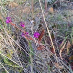 Hardenbergia violacea at Hackett, ACT - 23 Aug 2024