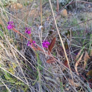 Hardenbergia violacea at Hackett, ACT - 23 Aug 2024