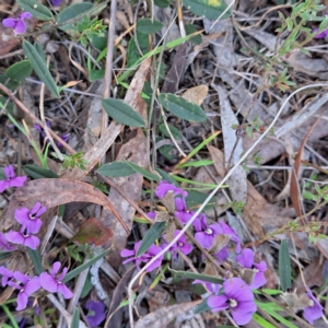 Hovea heterophylla at Hackett, ACT - 23 Aug 2024