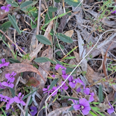 Hovea heterophylla (Common Hovea) at Hackett, ACT - 23 Aug 2024 by abread111