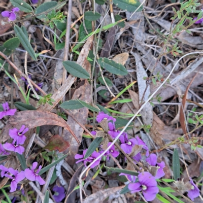 Hovea heterophylla (Common Hovea) at Hackett, ACT - 23 Aug 2024 by abread111