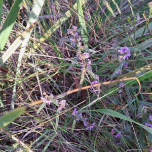 Hovea heterophylla at Hackett, ACT - 23 Aug 2024