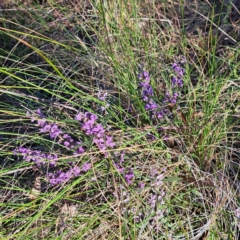 Hovea heterophylla at Hackett, ACT - 23 Aug 2024