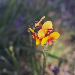 Dillwynia sericea (Egg And Bacon Peas) at Hackett, ACT - 23 Aug 2024 by abread111