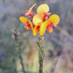 Dillwynia sericea at Hackett, ACT - 23 Aug 2024