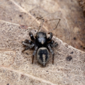 Salpesia sp. (genus) at Forde, ACT - 4 Sep 2024