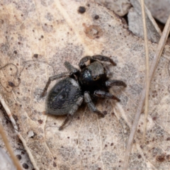 Salpesia sp. (genus) at Forde, ACT - 4 Sep 2024