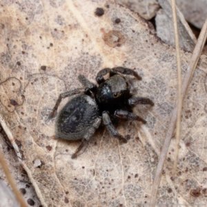 Salpesia sp. (genus) at Forde, ACT - 4 Sep 2024