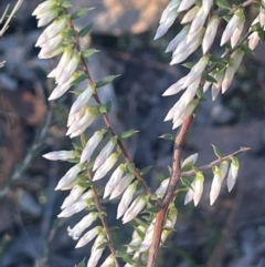 Styphelia fletcheri subsp. brevisepala (Twin Flower Beard-Heath) at Broadway, NSW - 4 Sep 2024 by JaneR