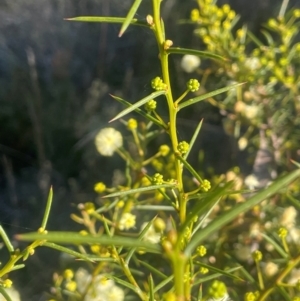 Acacia genistifolia at Broadway, NSW - 4 Sep 2024