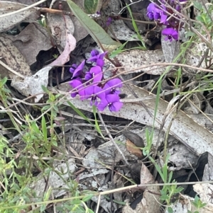 Hardenbergia violacea at Broadway, NSW - 4 Sep 2024 04:45 PM