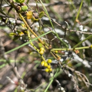 Cassytha glabella at Broadway, NSW - 27 Dec 2022