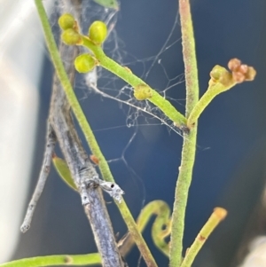 Cassytha glabella at Broadway, NSW - 27 Dec 2022