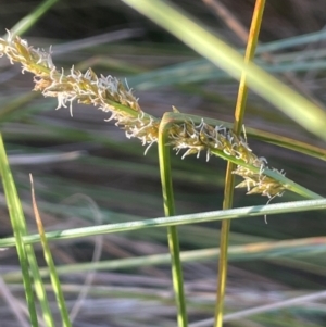 Carex appressa at Broadway, NSW - 4 Sep 2024