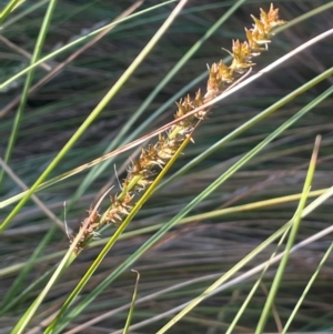 Carex appressa at Broadway, NSW - 4 Sep 2024