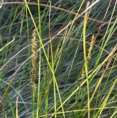 Carex appressa at Broadway, NSW - 4 Sep 2024