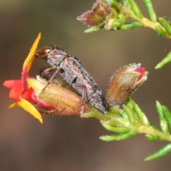 Diphucrania acuducta at Aranda, ACT - 4 Sep 2024