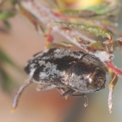 Diphucrania acuducta at Aranda, ACT - 4 Sep 2024