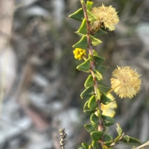 Acacia gunnii at Broadway, NSW - 4 Sep 2024 04:41 PM