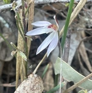 Caladenia fuscata at Broadway, NSW - 4 Sep 2024