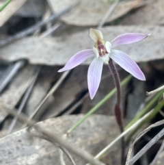 Caladenia fuscata at Broadway, NSW - suppressed