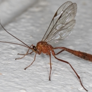 Netelia sp. (genus) at Melba, ACT - 2 Sep 2024