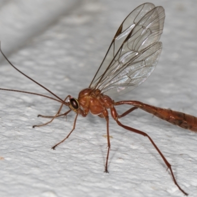 Netelia sp. (genus) (An Ichneumon wasp) at Melba, ACT - 1 Sep 2024 by kasiaaus