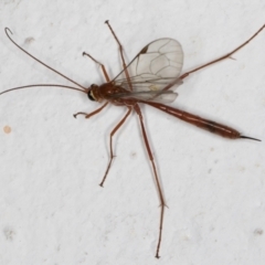 Netelia sp. (genus) at Melba, ACT - 2 Sep 2024