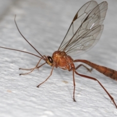 Netelia sp. (genus) at Melba, ACT - 2 Sep 2024