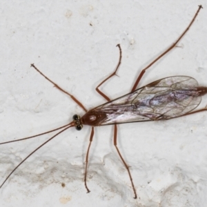 Netelia sp. (genus) at Melba, ACT - 2 Sep 2024