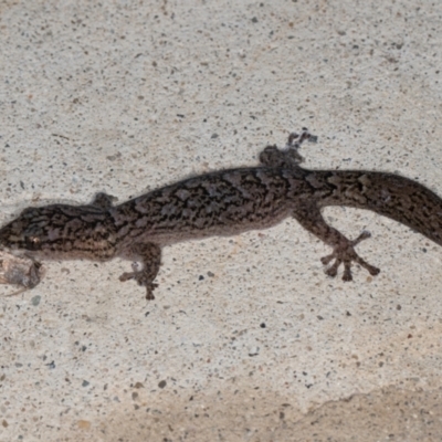 Christinus marmoratus (Southern Marbled Gecko) at Melba, ACT - 1 Sep 2024 by kasiaaus