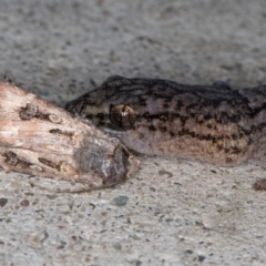 Christinus marmoratus at Melba, ACT - 1 Sep 2024