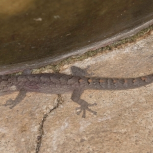 Christinus marmoratus at Melba, ACT - 1 Sep 2024