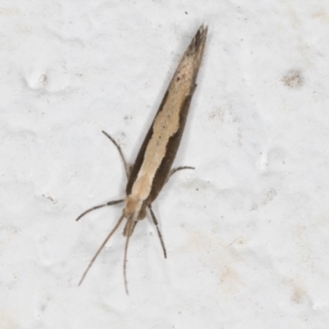 Plutella xylostella at Melba, ACT - 2 Sep 2024