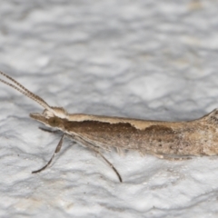 Plutella xylostella at Melba, ACT - 2 Sep 2024