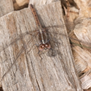 Diplacodes bipunctata at Melba, ACT - 3 Sep 2024