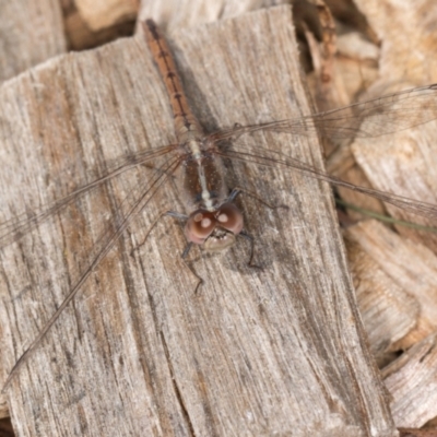 Diplacodes bipunctata (Wandering Percher) at Melba, ACT - 3 Sep 2024 by kasiaaus