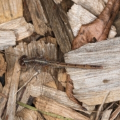 Diplacodes bipunctata at Melba, ACT - 3 Sep 2024