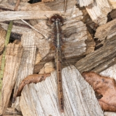 Diplacodes bipunctata at Melba, ACT - 3 Sep 2024