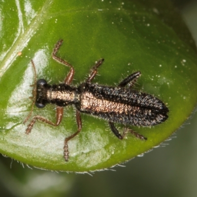 Lemidia subaenea (Clerid beetle) at Melba, ACT - 3 Sep 2024 by kasiaaus