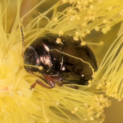 Ditropidus sp. (genus) at Melba, ACT - 3 Sep 2024 by kasiaaus