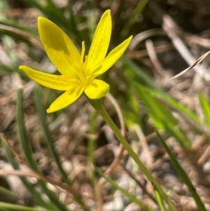 Hypoxis hygrometrica var. hygrometrica at Blakney Creek, NSW - 4 Sep 2024