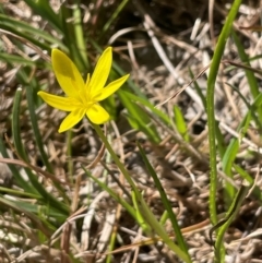 Hypoxis hygrometrica var. hygrometrica at Blakney Creek, NSW - 4 Sep 2024