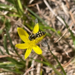 Simosyrphus grandicornis at Blakney Creek, NSW - 4 Sep 2024 11:29 AM