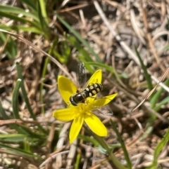 Simosyrphus grandicornis at Blakney Creek, NSW - 4 Sep 2024 11:29 AM