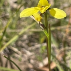 Diuris chryseopsis (Golden Moth) at Blakney Creek, NSW - 4 Sep 2024 by JaneR