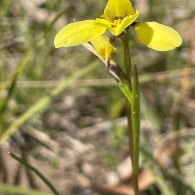 Diuris chryseopsis (Golden Moth) at Blakney Creek, NSW - 4 Sep 2024 by JaneR