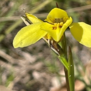 Diuris chryseopsis at Blakney Creek, NSW - suppressed