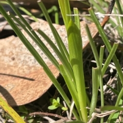 Diuris chryseopsis at Blakney Creek, NSW - 4 Sep 2024